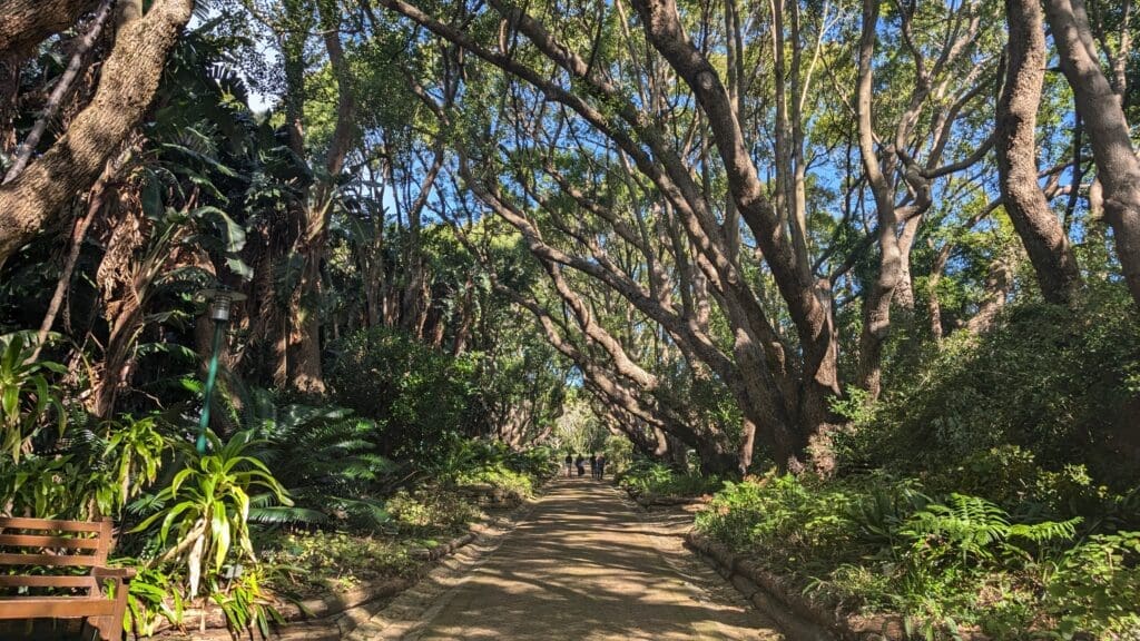a path with trees and bushes