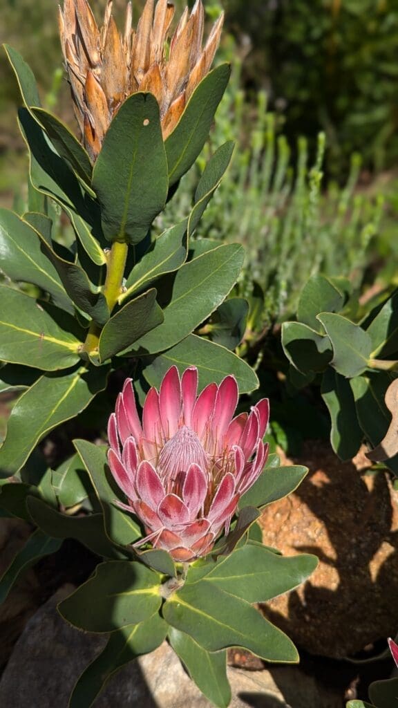 a pink flower with green leaves