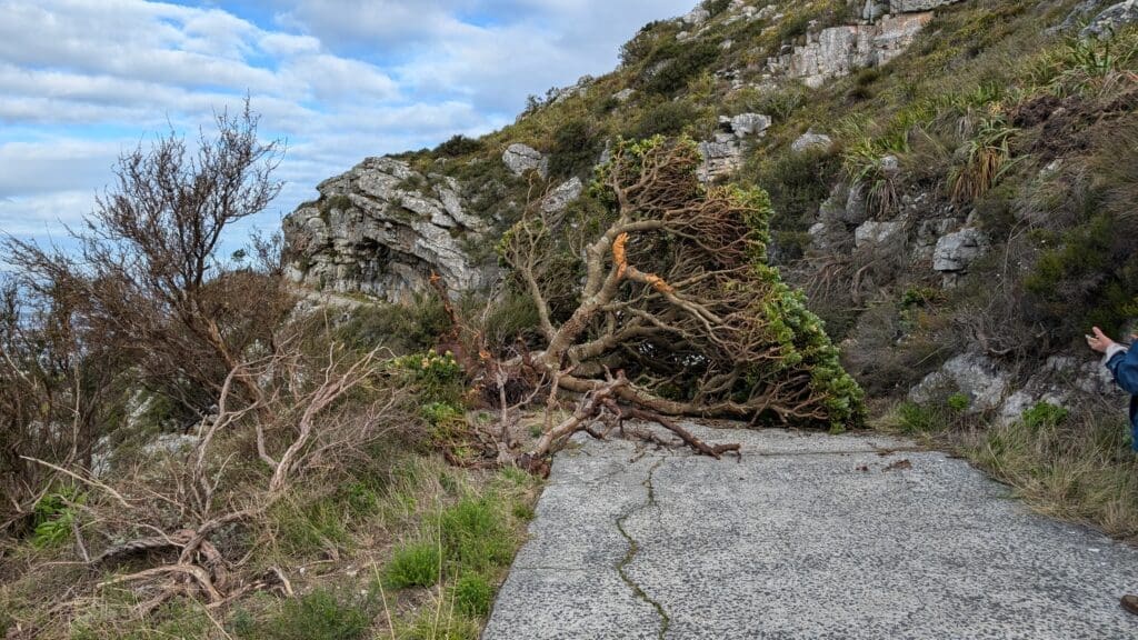 a tree fallen over a road