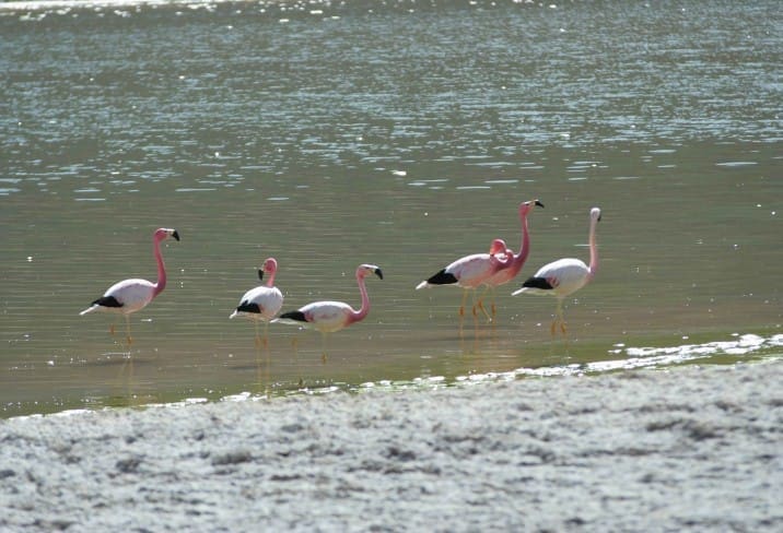 a group of flamingos standing in water