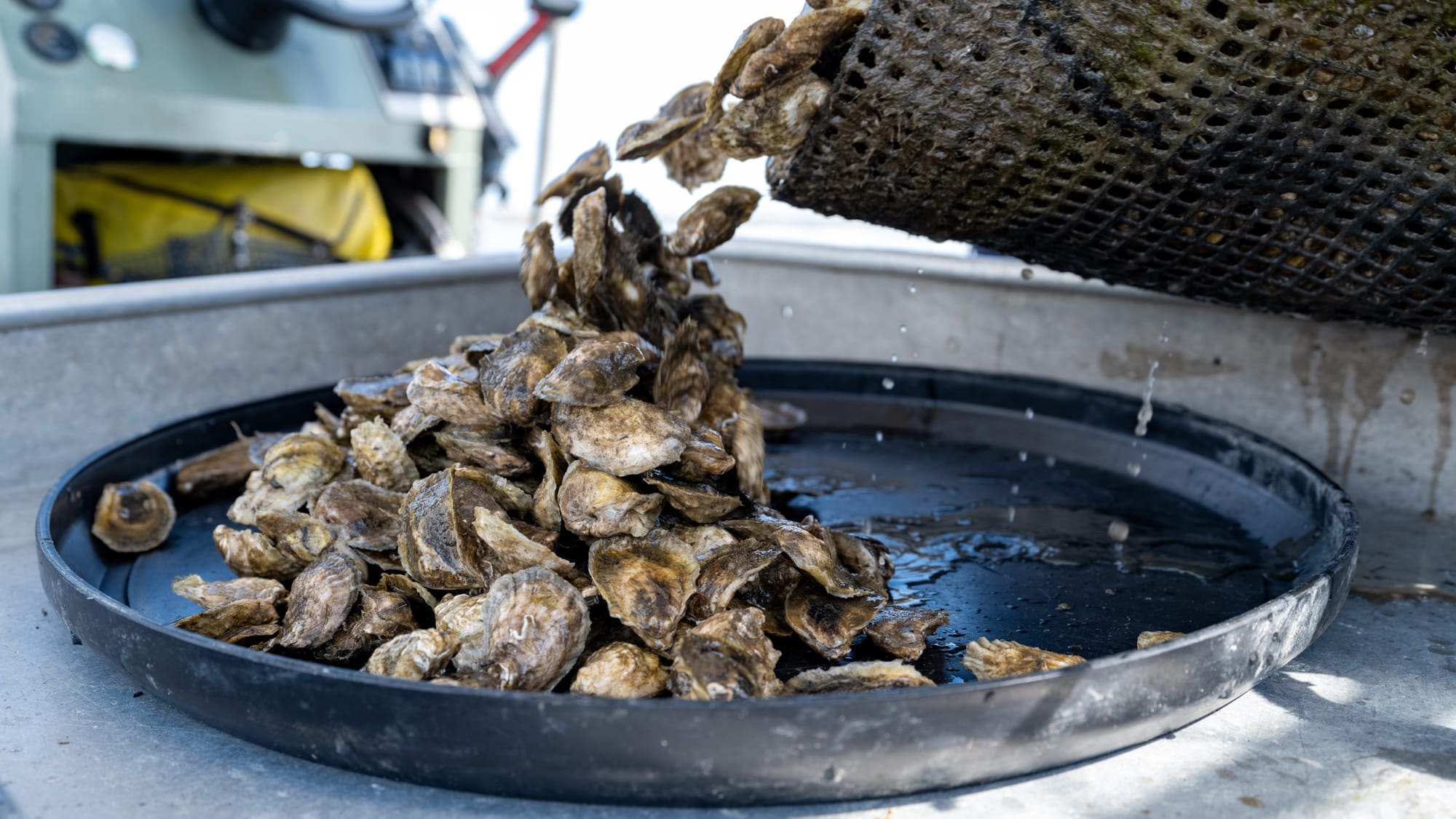 a oysters being poured into a pan