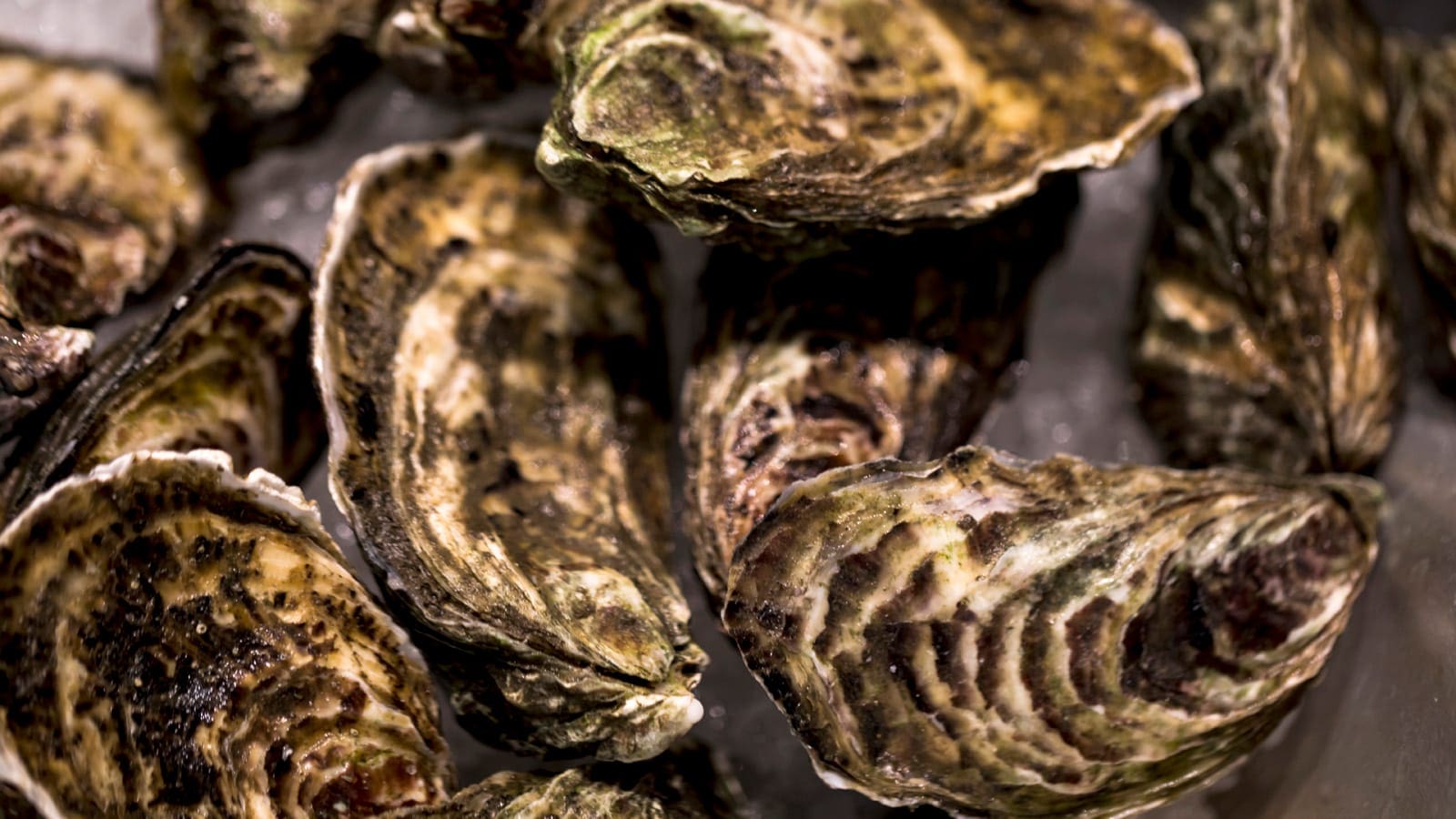 a group of oysters on a surface