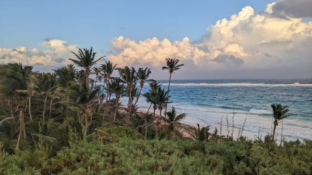 a beach with palm trees and water