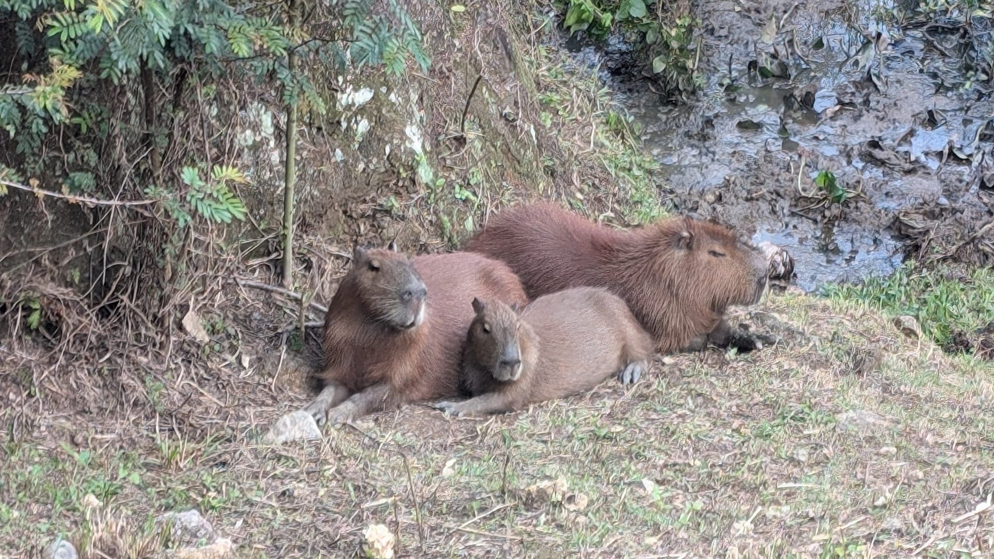 Photos of three capybaras