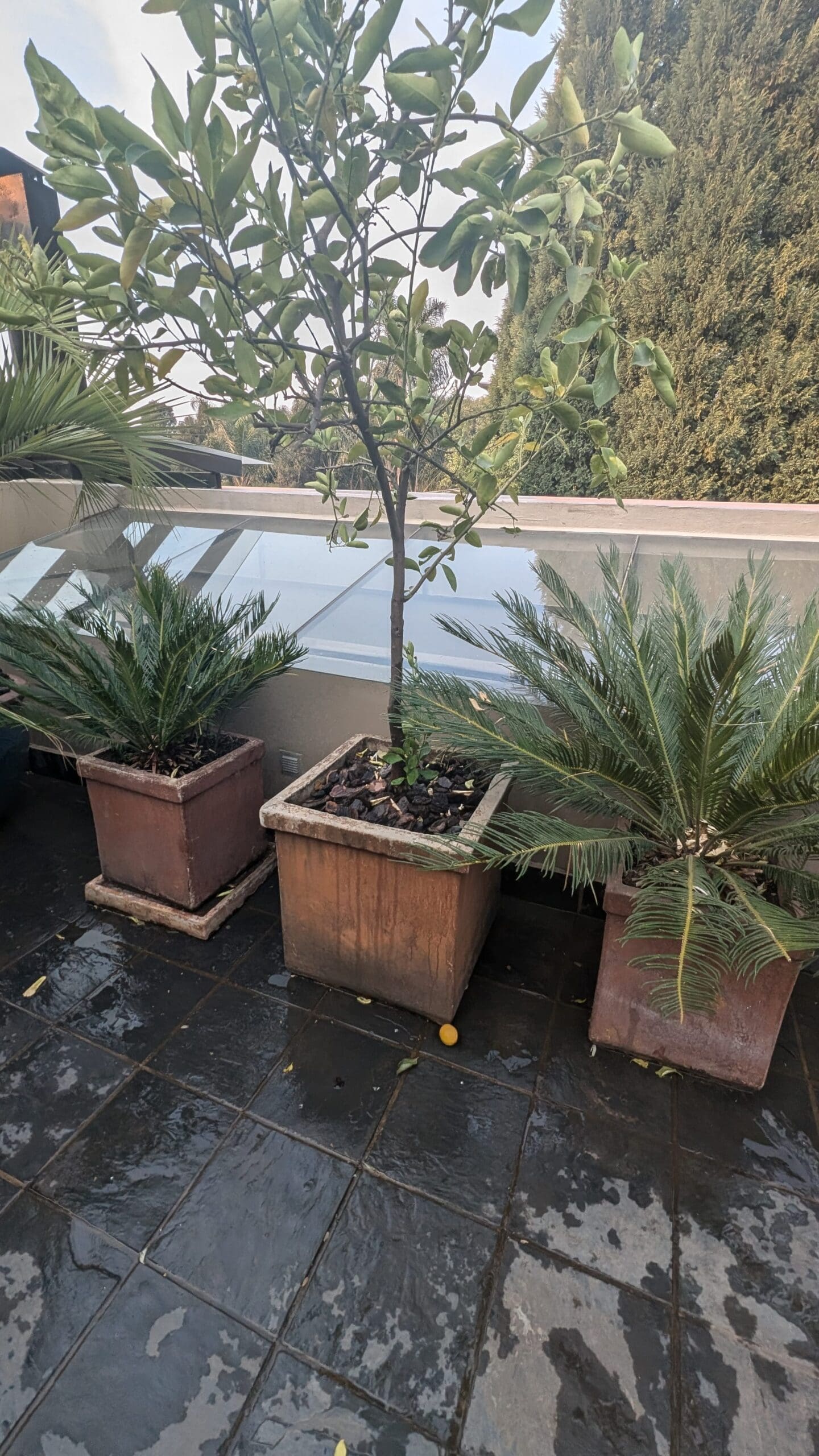 a group of potted plants on a patio