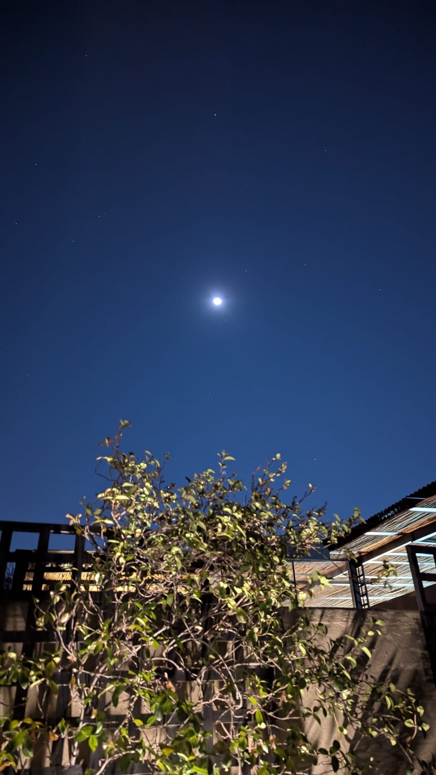 a tree and a building at night