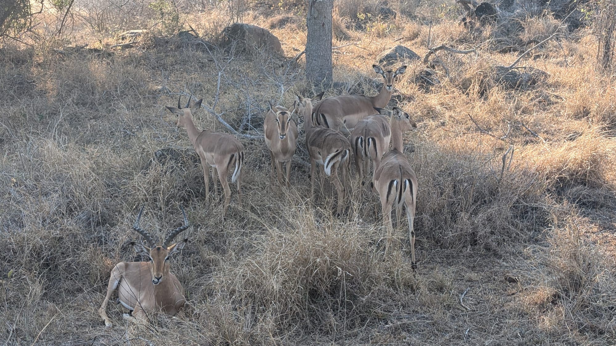 a group of gazelles in a field