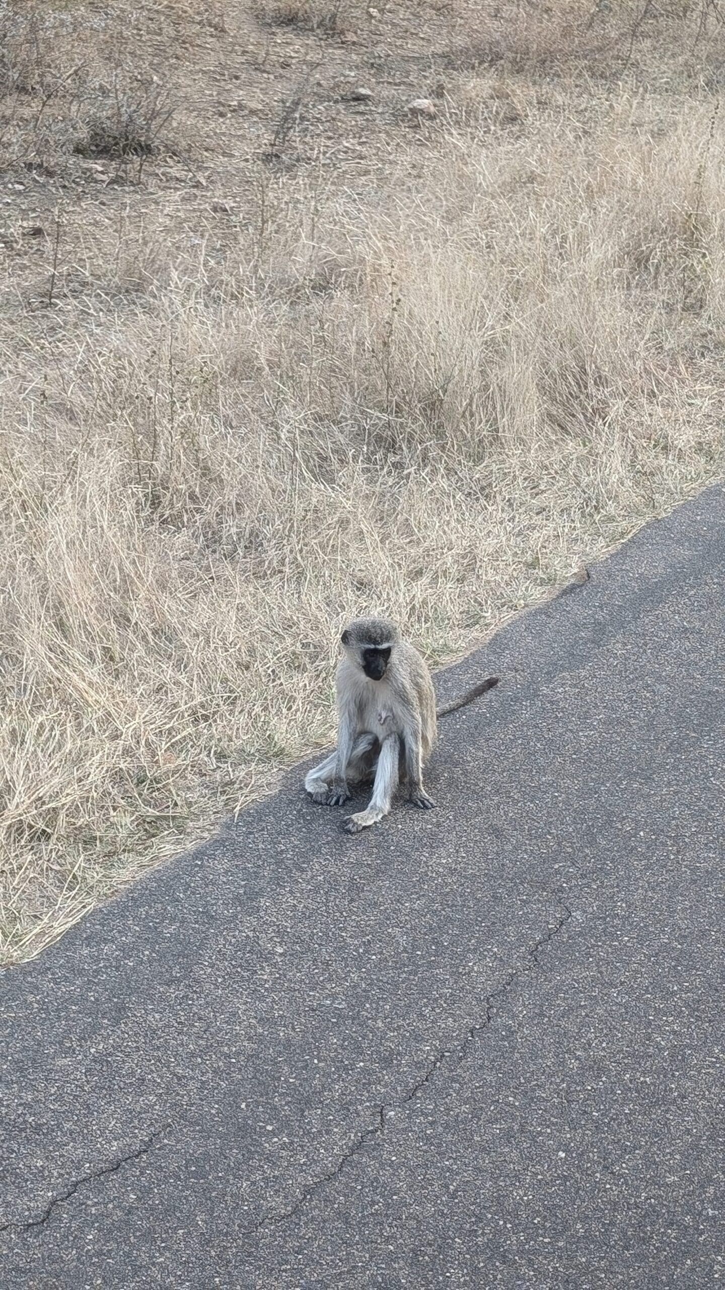 a monkey sitting on the side of a road