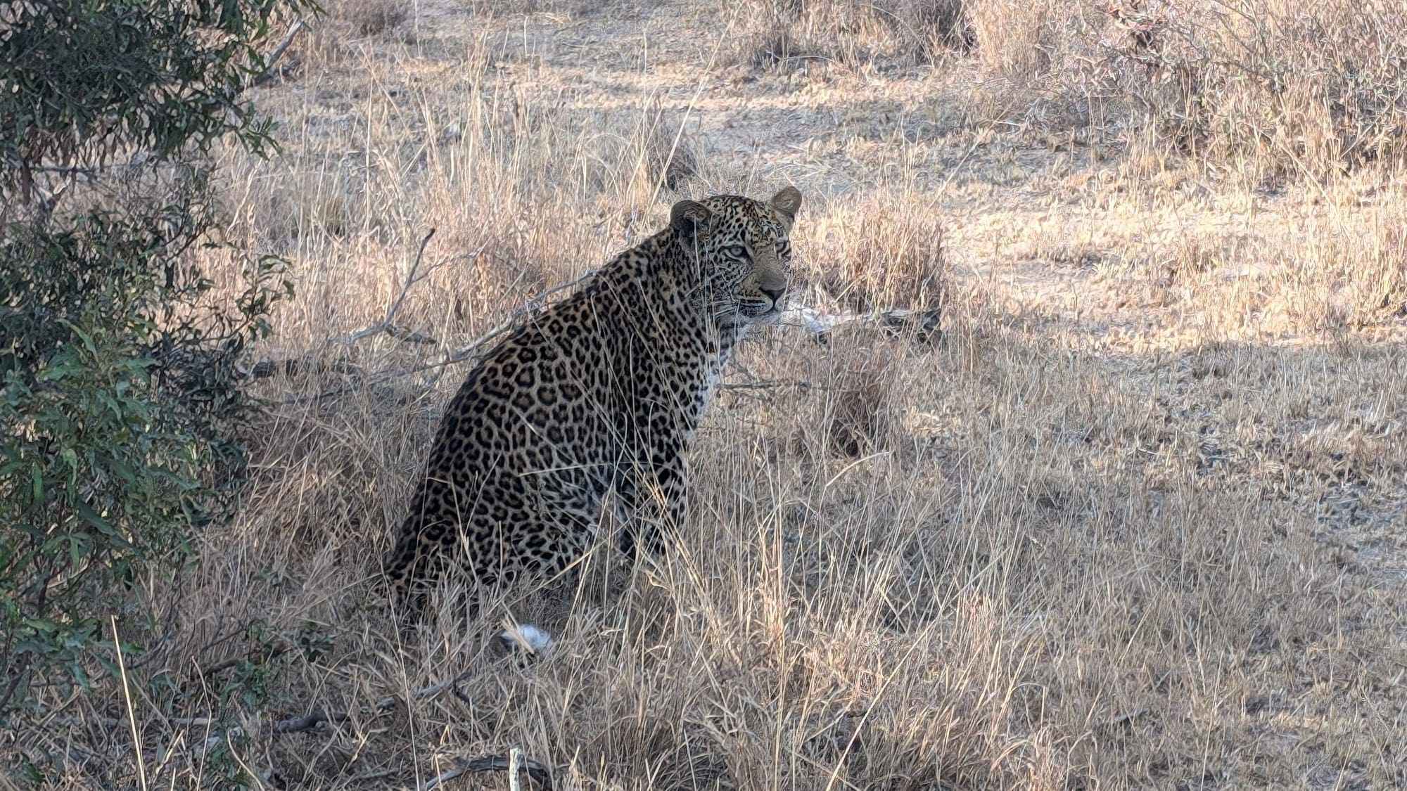 a leopard sitting in a field