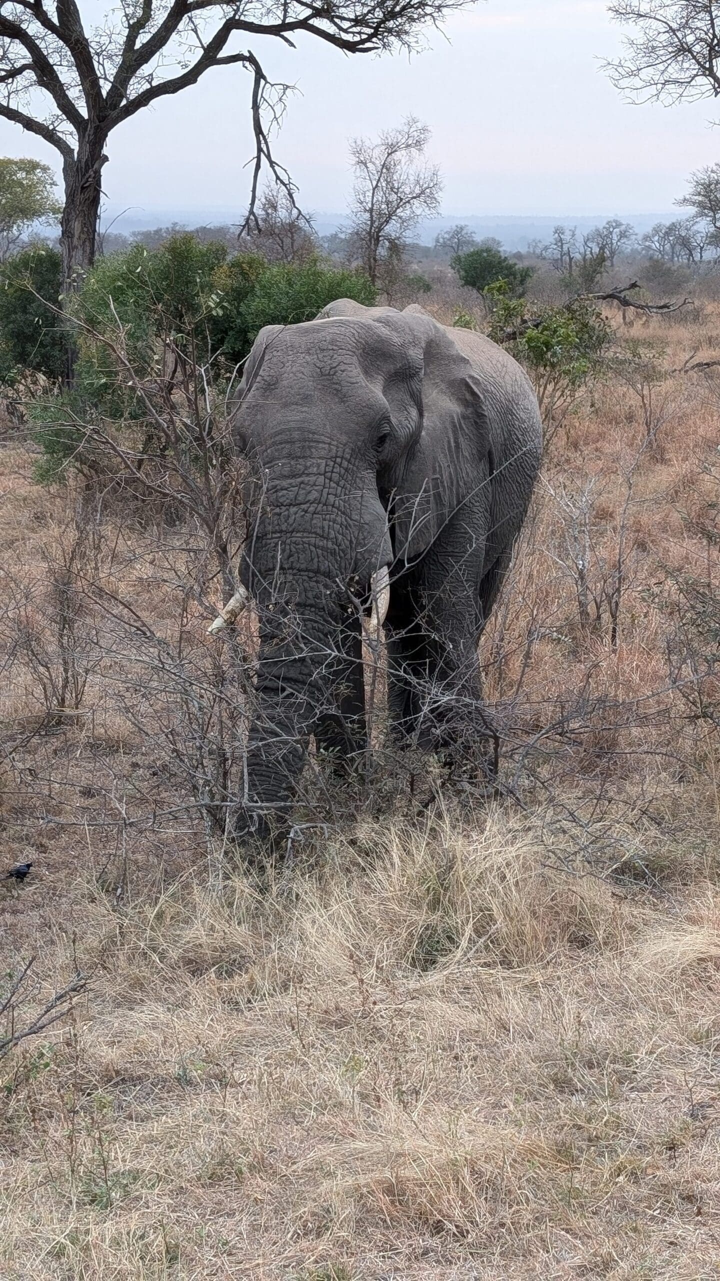 an elephant standing in a field