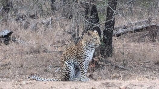 a leopard sitting in the dirt