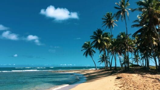 a beach with palm trees and water