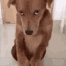 a dog sitting on a tile floor