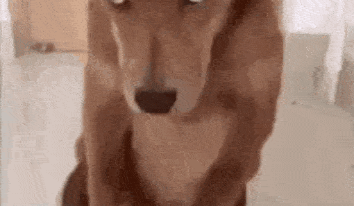 a dog sitting on its hind legs