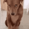 a dog sitting on its hind legs