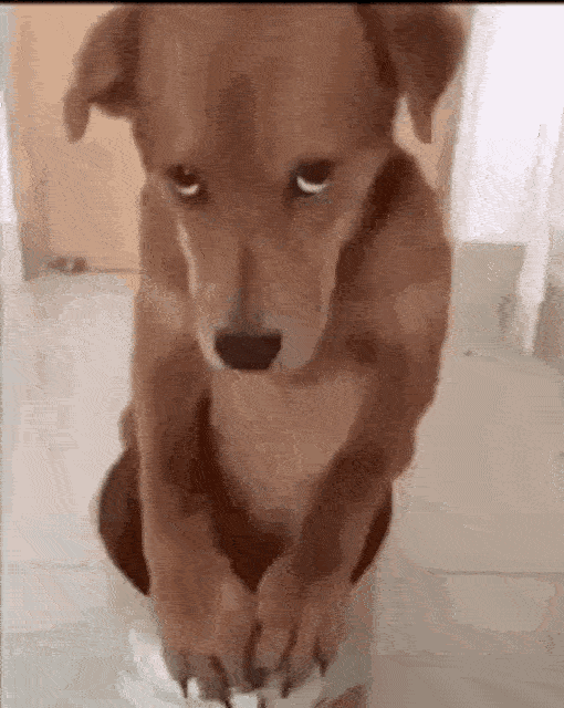 a dog sitting on its hind legs