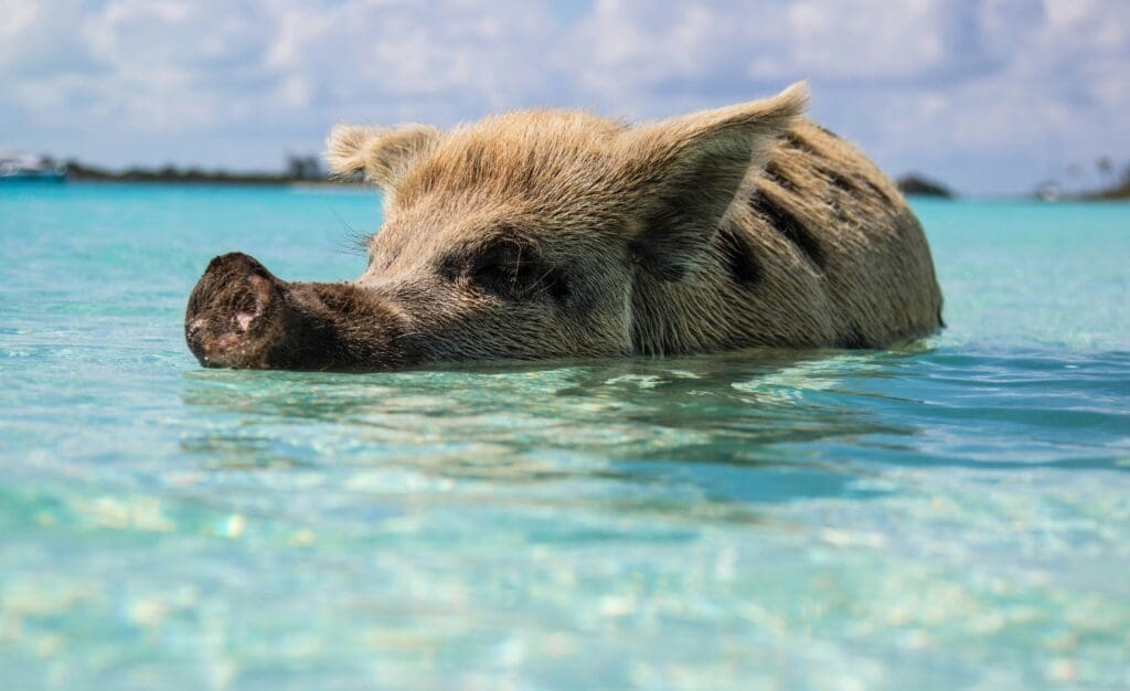 a pig swimming in water