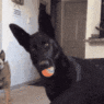 a dog with a ball in its mouth