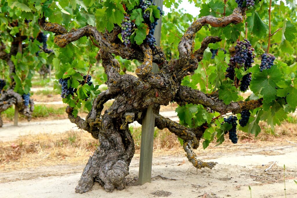 a vine with grapes growing on it