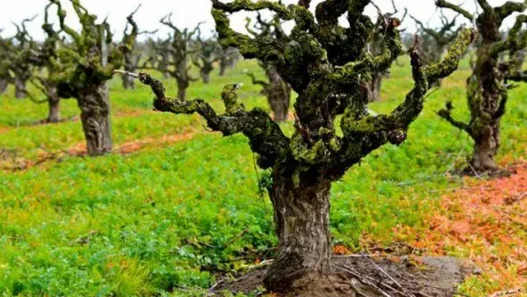 a tree with no leaves
