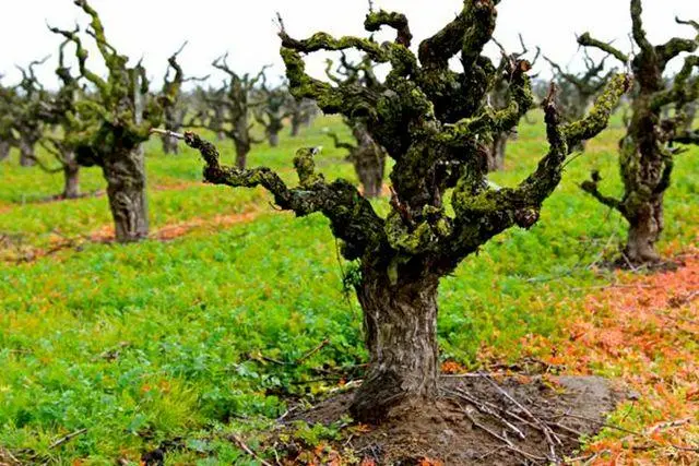 a tree with no leaves