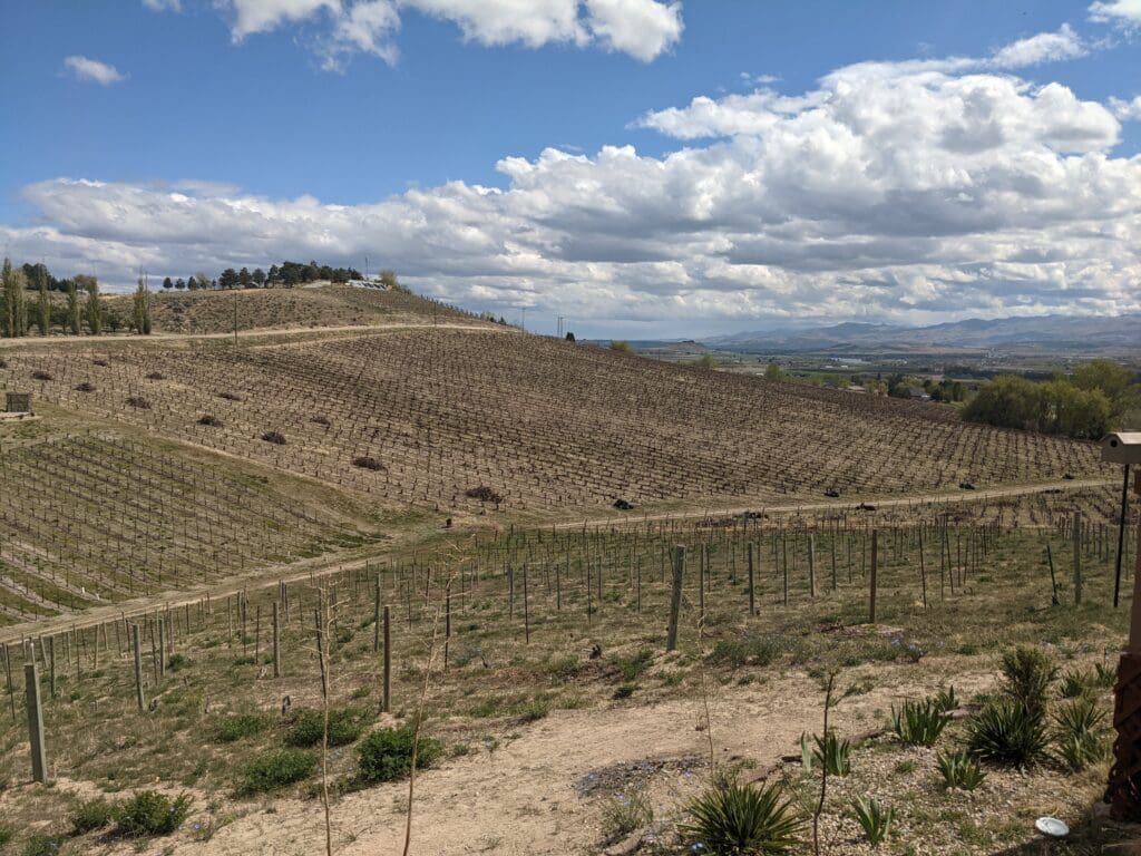 a field of vines on a hill