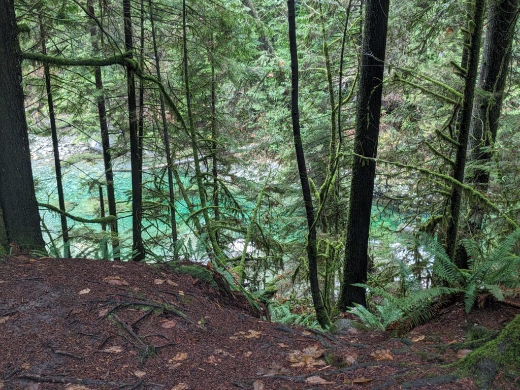 a forest with a river and trees