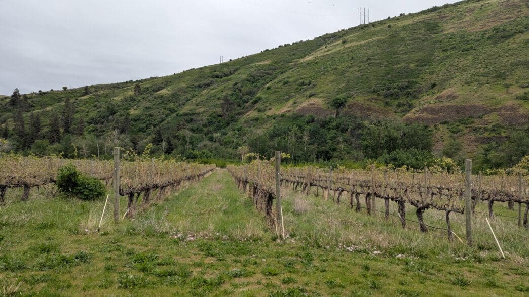a vineyard with a hill in the background