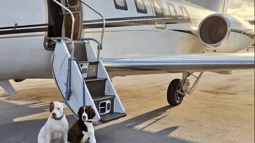 two dogs on a leash next to a plane