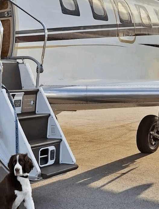two dogs on a leash next to a plane