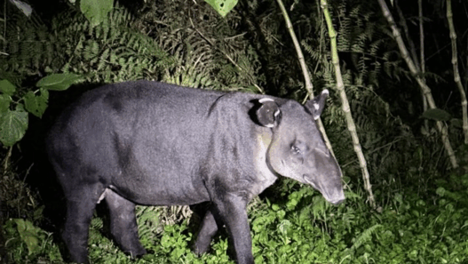 a tapir standing in the grass