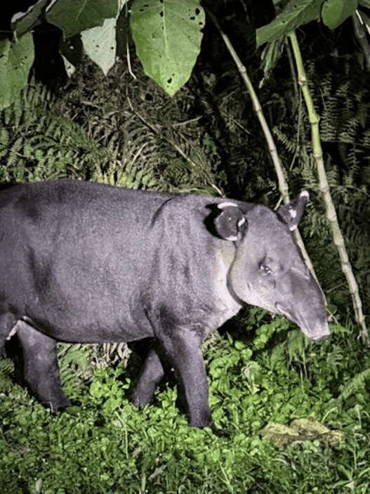 a tapir standing in the grass