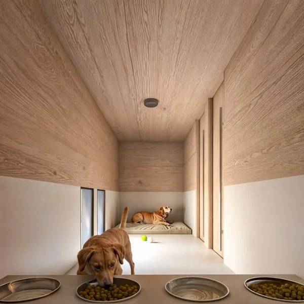 two dogs eating food in a room