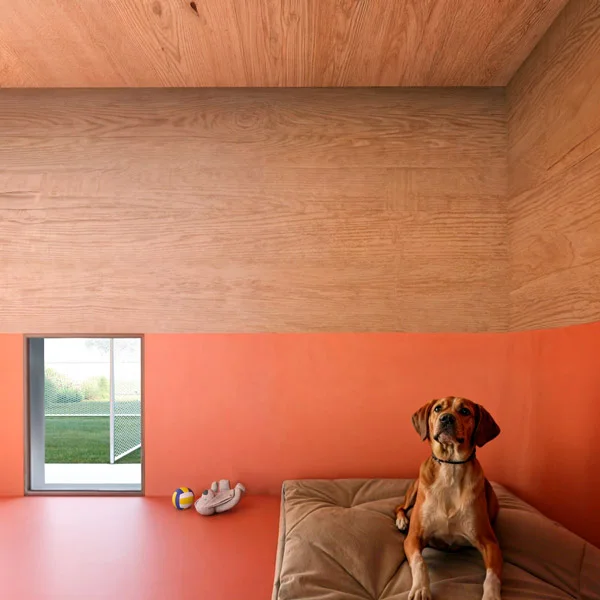 a dog sitting on a couch