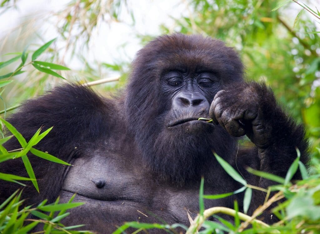 a gorilla lying in the grass