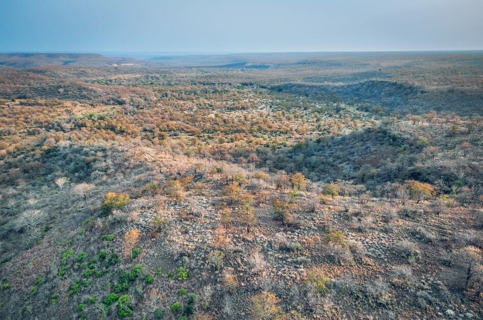 a landscape with trees and bushes