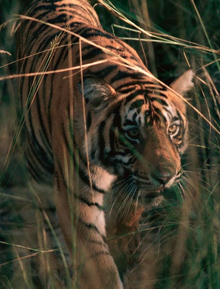 a tiger walking through tall grass
