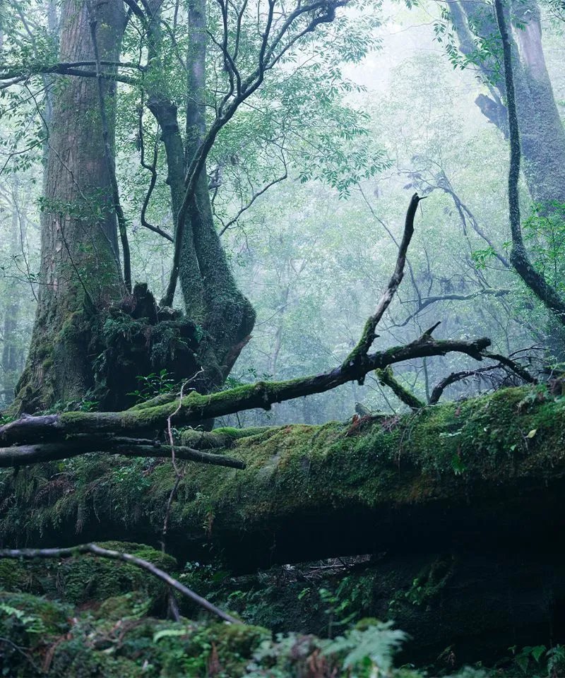 a large tree in a forest