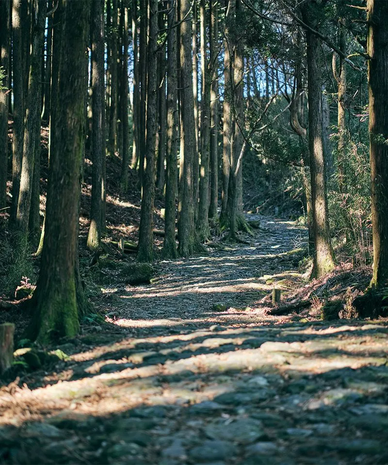 a path through a forest