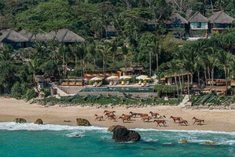 a group of horses running on a beach