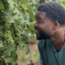 a man looking at a bunch of grapes
