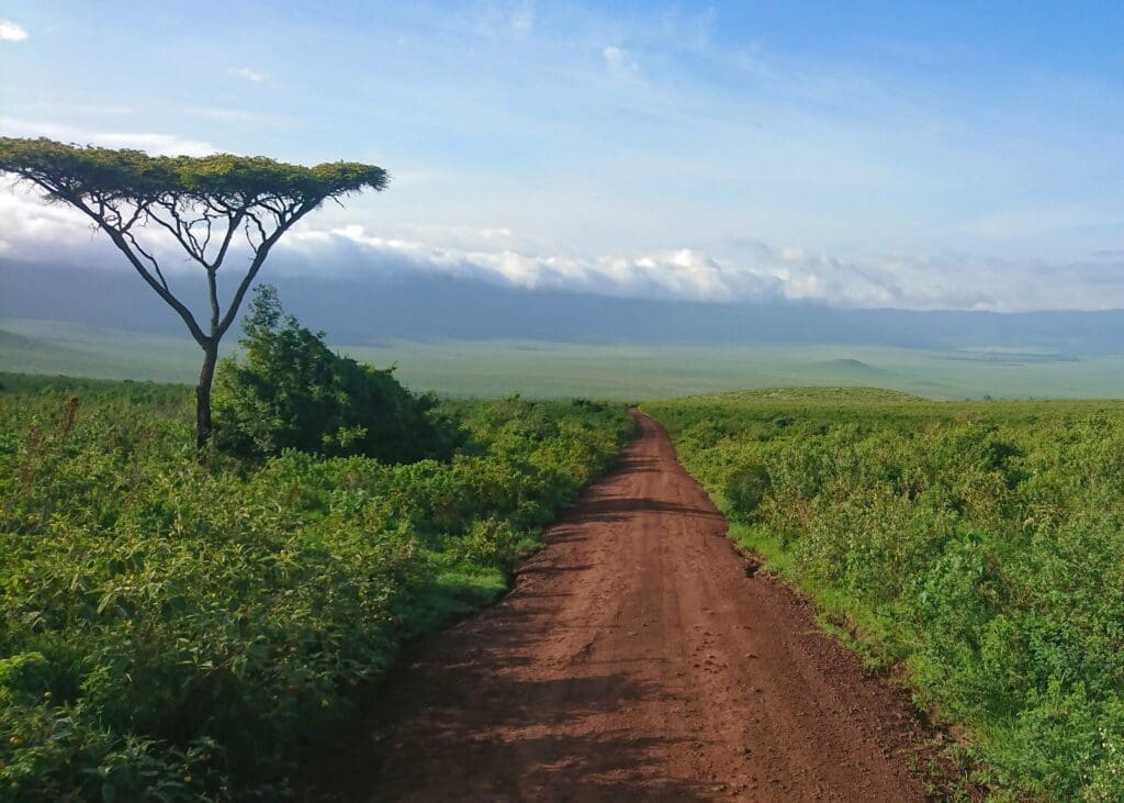 a dirt road through a field