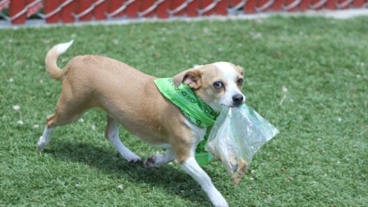 a dog running on grass with a plastic bag in its mouth