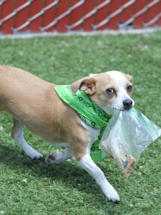 a dog running on grass with a plastic bag in its mouth