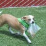 a dog running on grass with a plastic bag in its mouth
