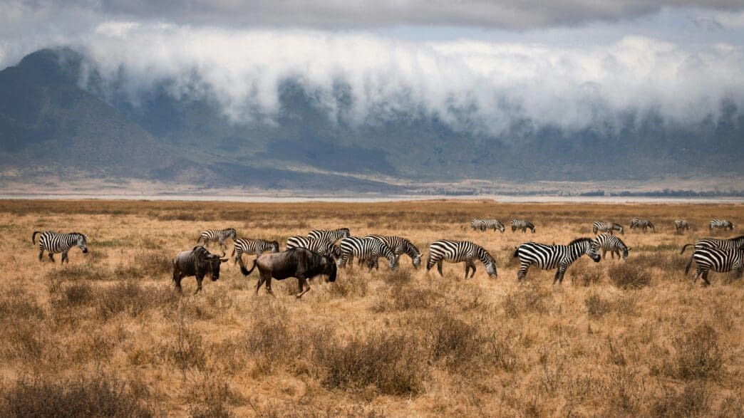 a group of zebras and wildebeest in a field