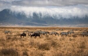 a group of zebras and wildebeest in a field