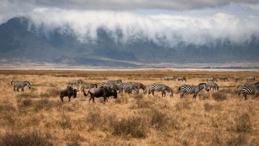 a group of zebras and wildebeest in a field