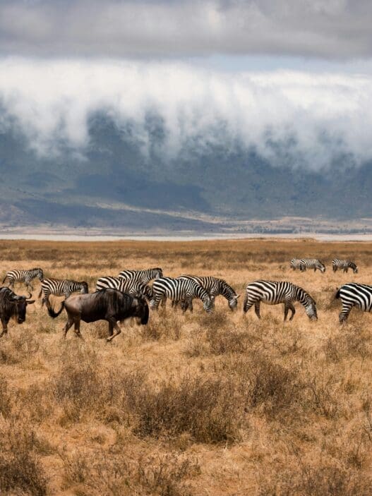 a group of zebras and wildebeest in a field
