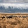 a group of zebras and wildebeest in a field